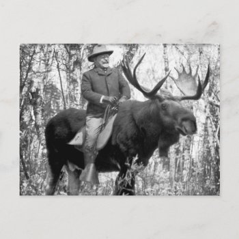 Teddy Roosevelt Riding A Bull Moose Postcard by Libertymaniacs at Zazzle