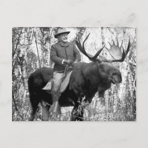 Teddy Roosevelt Riding A Bull Moose Postcard