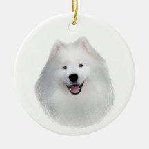 Teddy the samoyed