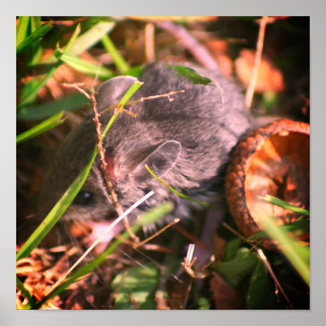 Teeny Baby Field Mouse And Acorn Poster (Front)