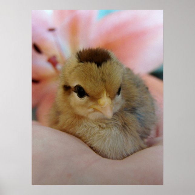 Teeny in Hand Poster (Front)