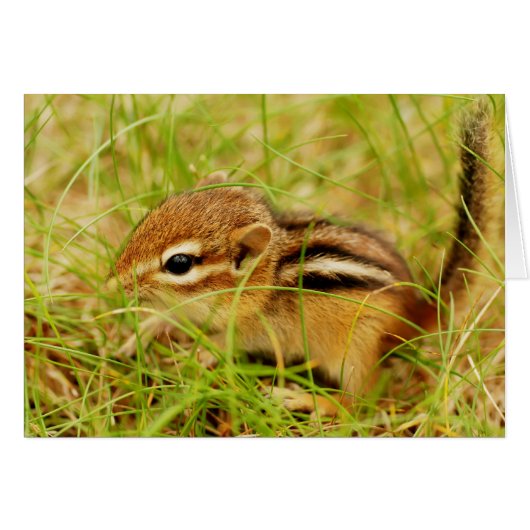 Teeny Tiny Baby Chipmunk Cards (Front Horizontal)