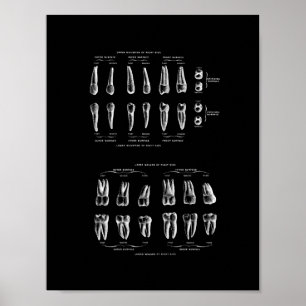 Teeth Anatomy in Black and White print. Poster