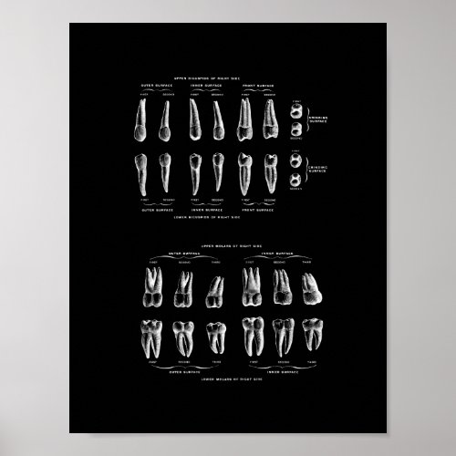 Teeth Anatomy in Black and White print Poster