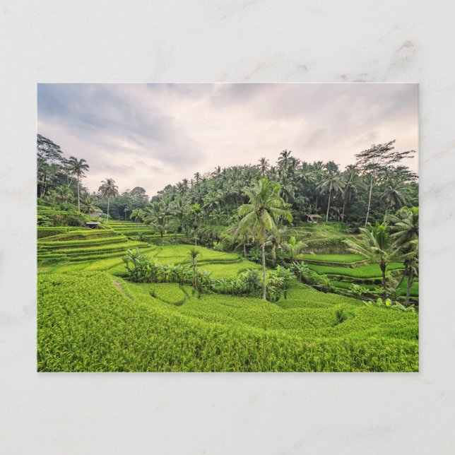 Tegallalang Postcard (Front)