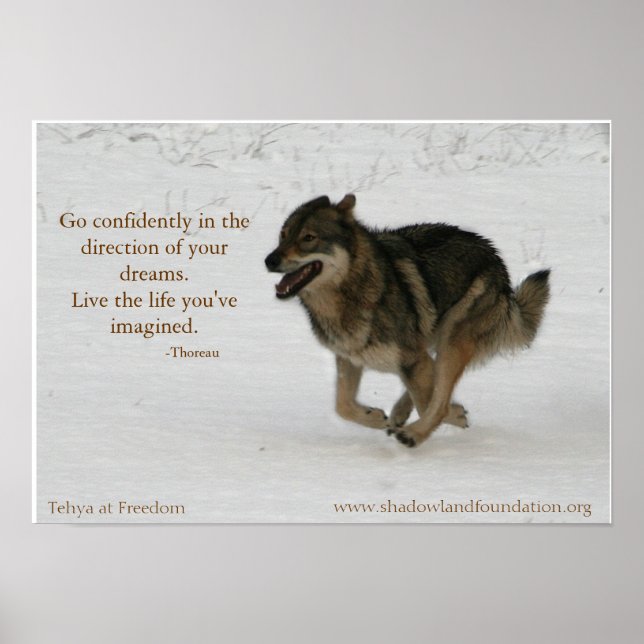 Tehya at Freedom Wolflection Poster (Front)