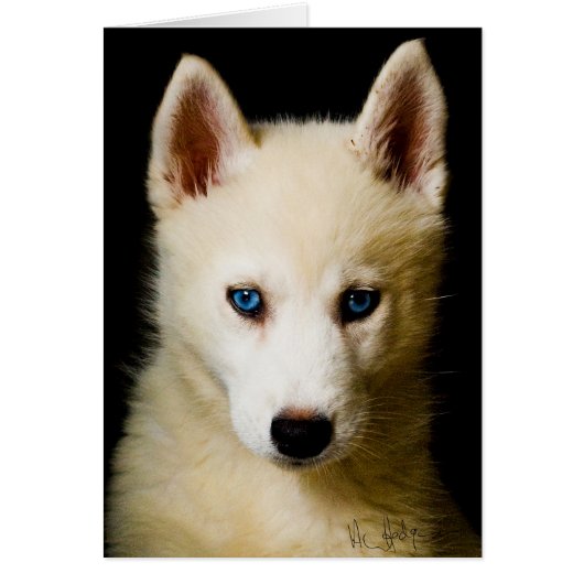Tehya - Siberian Husky Cards (Front)