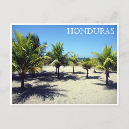 tela palms honduras postcard