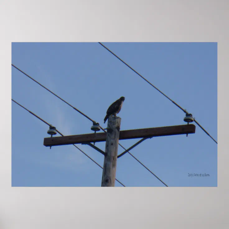 Telephone Pole Perch Poster | Zazzle