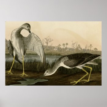 Tell-tale Godwit Poster by birdpictures at Zazzle