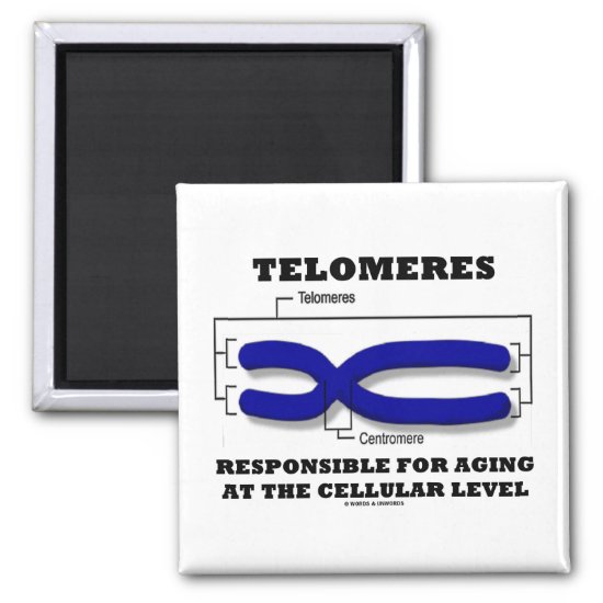 Telomeres Responsible For Aging At Cellular Level Magnet