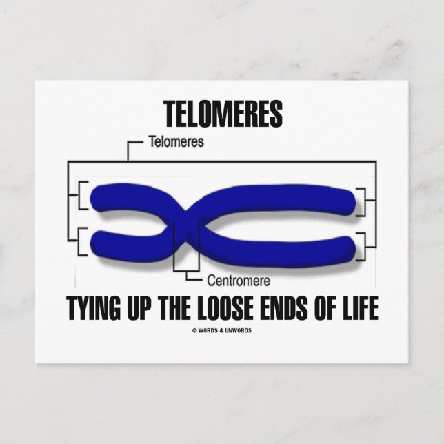 Telomeres Tying Up The Loose Ends Of Life Postcard (Front)