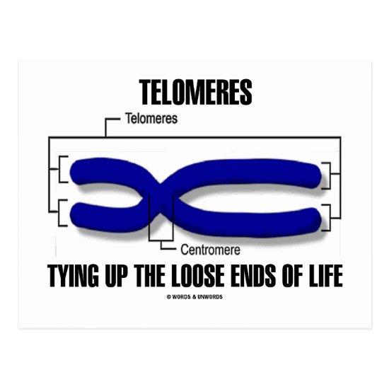 Telomeres Tying Up The Loose Ends Of Life Postcard