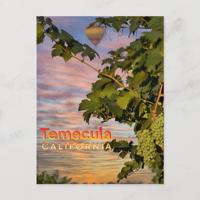 Temecula Wine Country Postcard Grapevine  (Front)
