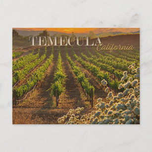 Temecula Wine Country Postcard Vineyard