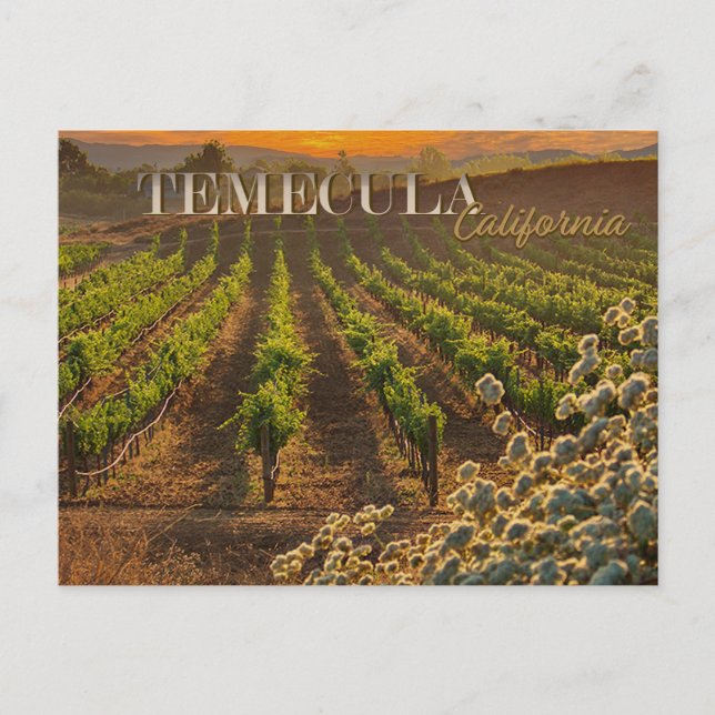 Temecula Wine Country Postcard Vineyard (Front)