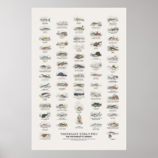 Temperate Ocean Fish - Naturalist's Library Poster