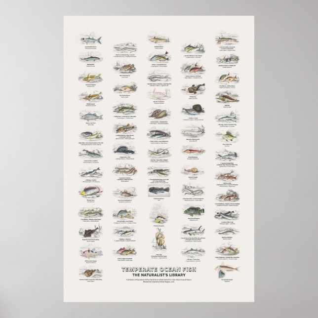 Temperate Ocean Fish - Naturalist's Library Poster (Front)