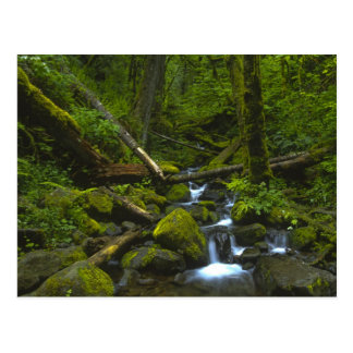 Temperate Rainforest Postcards | Zazzle