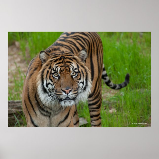 template poster (Front)