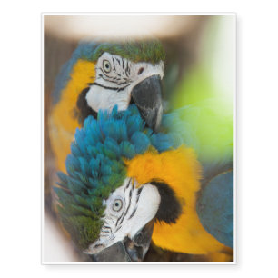 Temporary Tattoo Blue Macaws