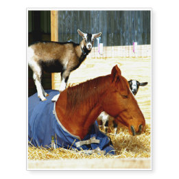 Temporary Tattoo of Funny Farm Animals