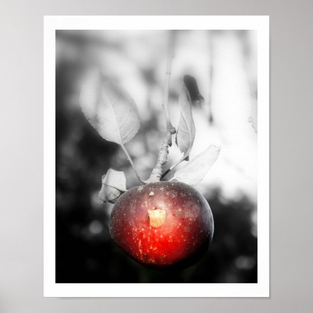 "Temptation" Apple Photography Print (Front)