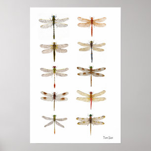 Ten Dragonfly Species Poster