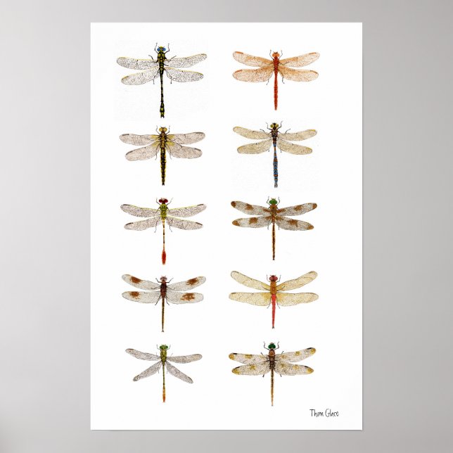Ten Dragonfly Species Poster (Front)