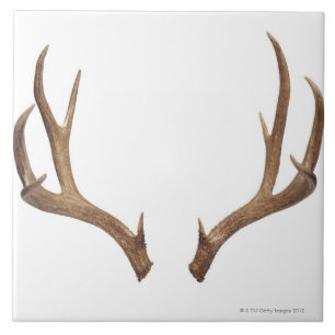 Ten Point Deer Ceramic Tile