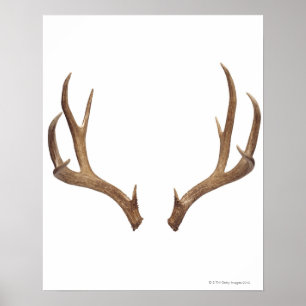 Ten Point Deer Poster