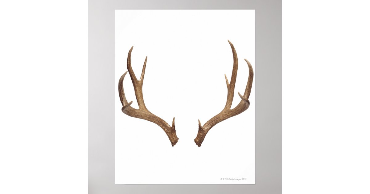 Tenpoint Poster Example Ten Point Deer Poster | Zazzle