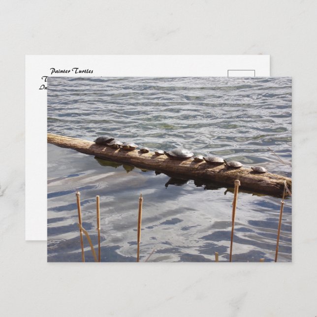 Ten Turtles Sunning on Log Postcard (Front/Back)