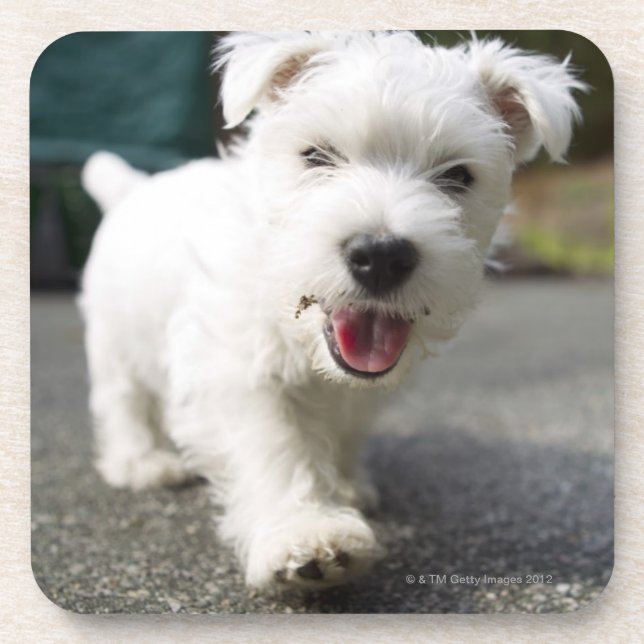 Ten week old female west highland terrier drink coaster (Front)
