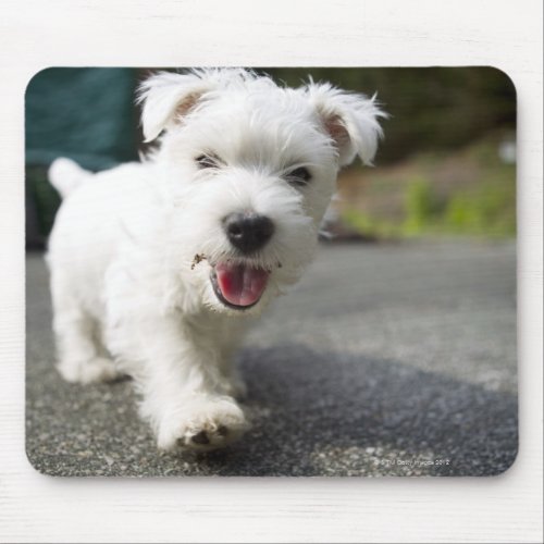 Ten week old female west highland terrier mouse pad