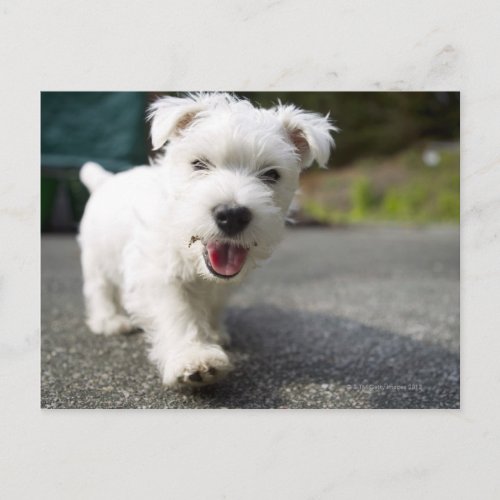 Ten week old female west highland terrier postcard