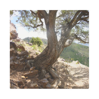 Tenacity Tree Trail Utah Metal Print