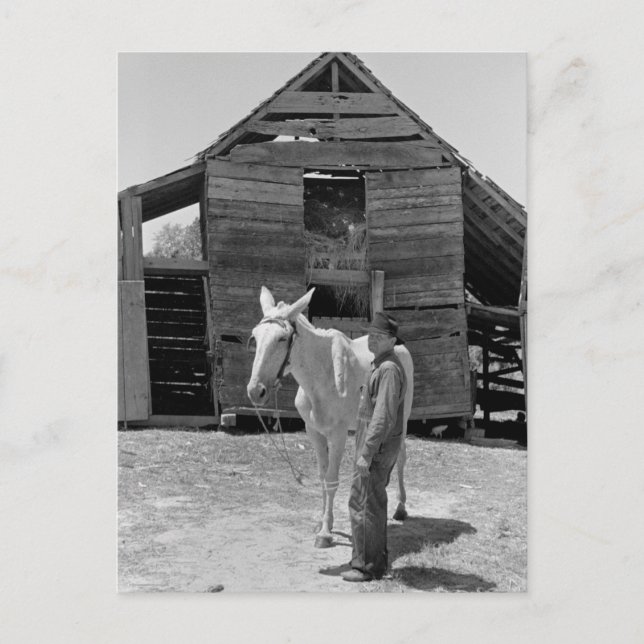 Tenant Farmer's Mule, 1930s Postcard (Front)