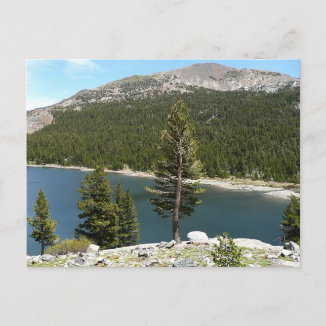 Tenaya Lake in Yosemite National Park Postcard (Front)