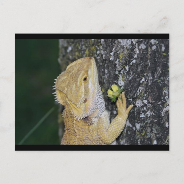 Tenchi (Bearded Dragon) Postcard (Front)