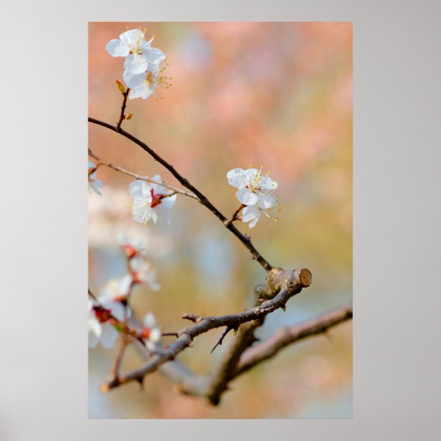 Tender Japanese Apricot Blossoms Poster (Front)
