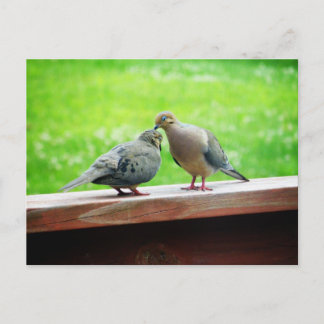 Tender Lovebirds Kiss Postcard