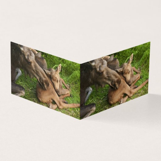 Tender Mother Moose (Outside)