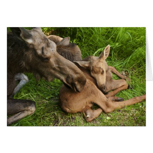 Tender Mother Moose Cards (Front Horizontal)
