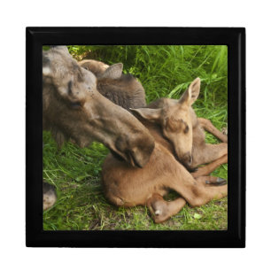 Tender Mother Moose Gift Box