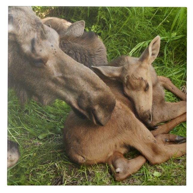 Tender Mother Moose Tile (Front)