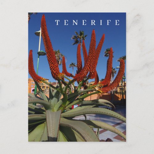 Tenerife Aloe Vera flowers view postcard