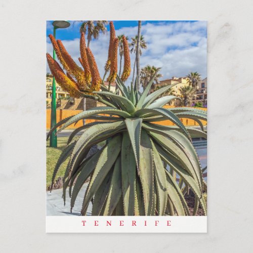 Tenerife Aloe Vera plant and flowers postcard