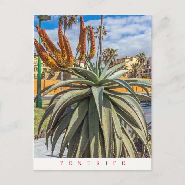 Tenerife Aloe Vera plant and flowers postcard (Front)