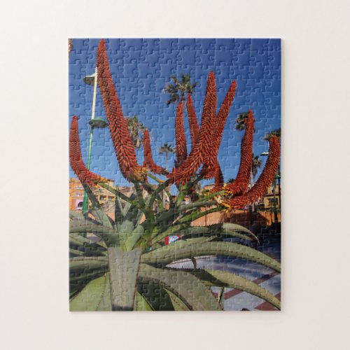 Tenerife Aloe Vera plant puzzle